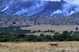 Biodiversity Research Institute Announces Publication of New Scientific Paper on the Benefits of Savanna Fire Management in Africa